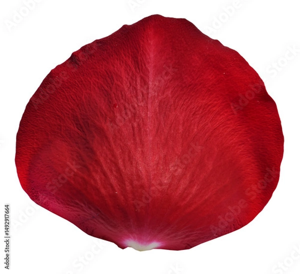 Obraz Red Rose Petal isolated on transparent background