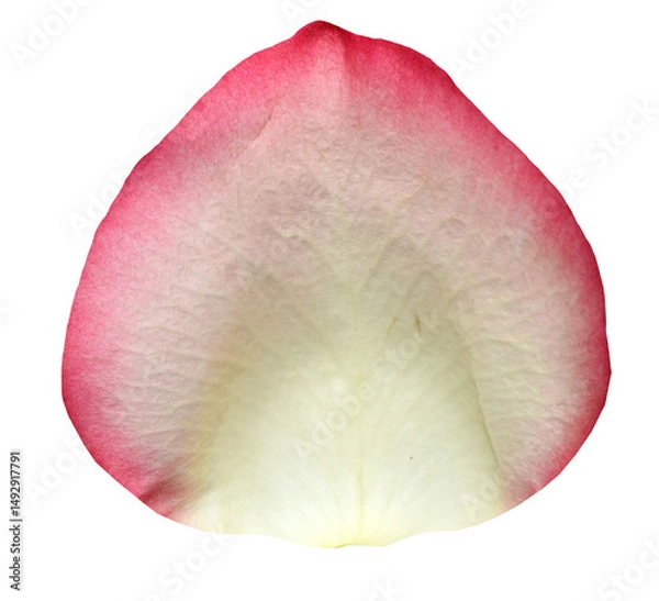 Obraz White and reddish Rose Petal isolated on transparent background