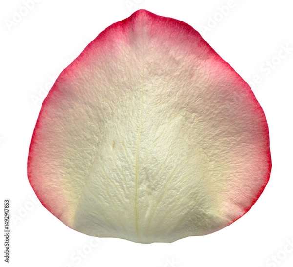 Obraz White and reddish Rose Petal isolated on transparent background