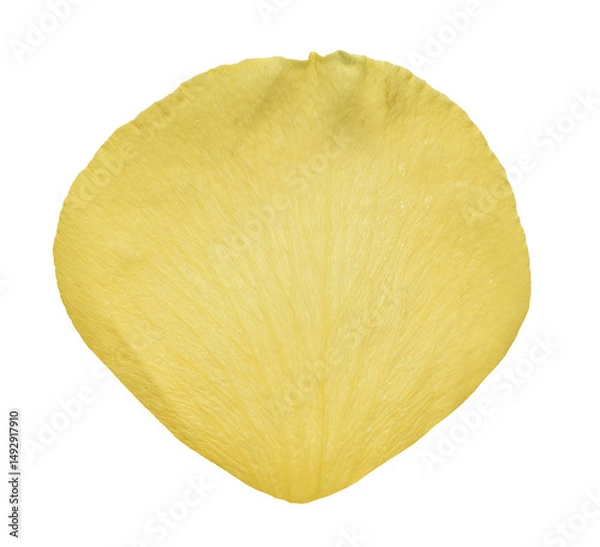 Obraz Yellow Rose Petal isolated on transparent background