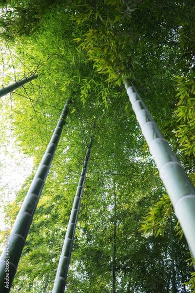 Fototapeta 空を目指す竹