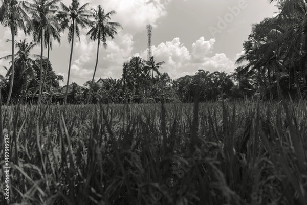 Fototapeta Monochrome Landscape Rice Paddy Field with Palm Trees and Distant Tower