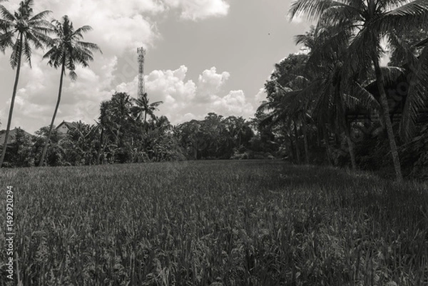 Fototapeta Monotone Landscape Rice Paddy Field with Palm Trees and Distant Tower