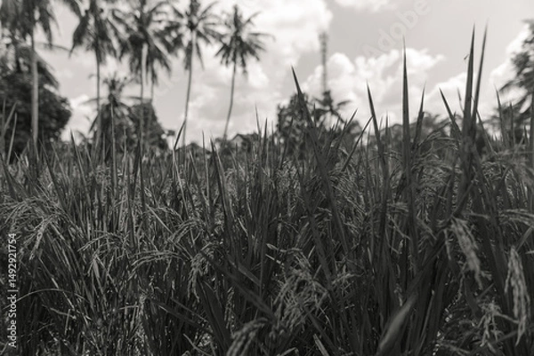 Fototapeta Monotone Rice Paddy Field with Palm Trees in the Background