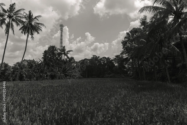 Fototapeta Monochromatic Landscape Palm Trees and Rice Paddy Field Under a Cloudy Sky