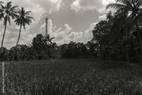 Fototapeta Monochrome Landscape Rice Paddy Field with Palm Trees and Distant Tower
