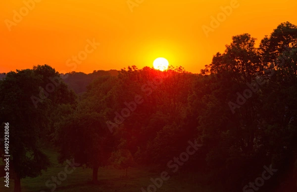 Obraz Green foliage of trees, reed and a rolling landscape at a bright sunset in springtime, Voeren, Limburg, Flanders, Belgium, May 17, 2025