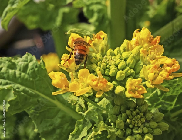 Obraz 菜の花とミツバチ