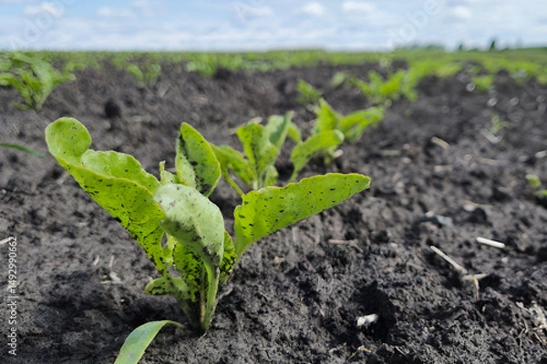 Obraz Sugar beet plants in a farmer's field. Before the sugar beet harvest begins, several pairs of leaves are collected under the supervision of agronomists. The beginning of the formation of the sweet roo