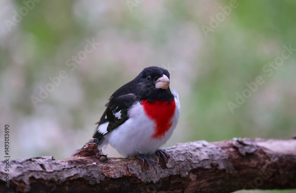 Obraz pink cardinal in forest