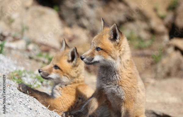Obraz portrait of young red fox