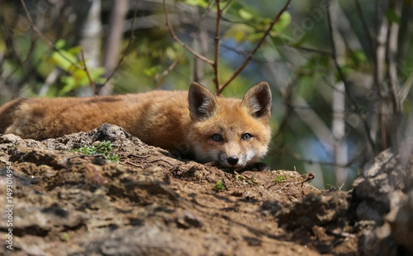 Obraz young red fox in forest