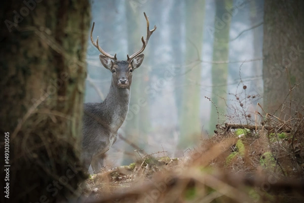 Obraz deer in the woods