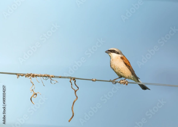 Fototapeta Red-backed shrike (Lanius collurio), male, sitting on barbed wire fence