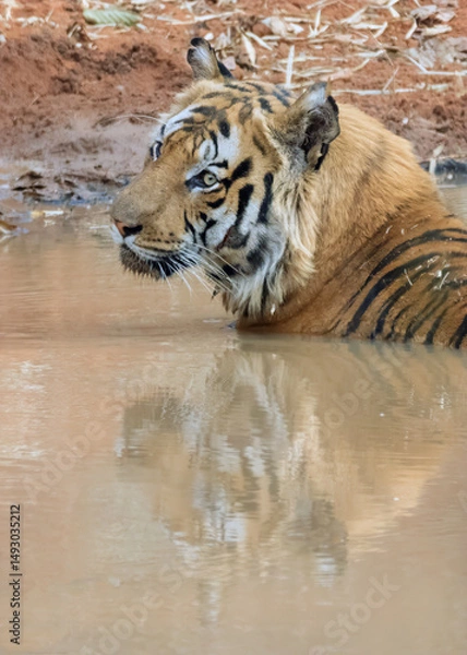 Obraz tiger in water
