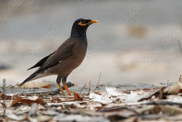 Obraz mynah bird