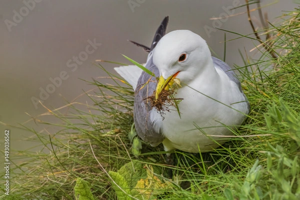Obraz kittiwake