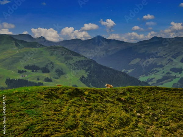 Fototapeta Cows in mountains near Saalbach Hinterglemm Leogang ski resort during summer day , Creative post processing