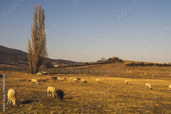 Obraz Weingärten bei Traiskirchen