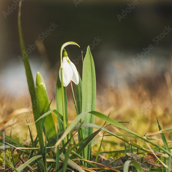 Obraz Schneeglöckchen
