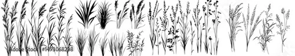 Fototapeta A collection of hand-drawn grass images features individual tufts and dense lawns, all depicted as black silhouettes against a white background, created using illustration brushes
