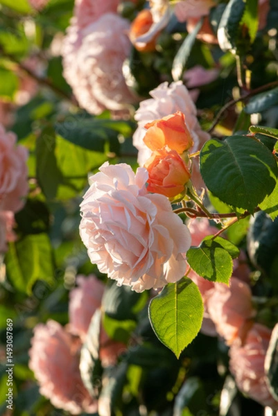 Obraz Flowering bush of David Austin roses.