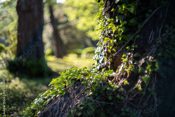 Obraz 苔むした木