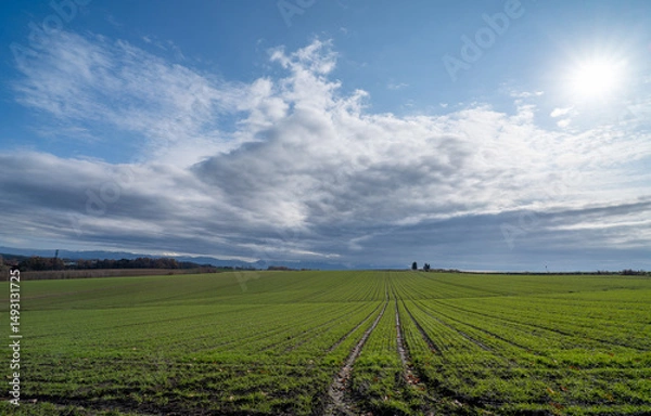 Obraz 北海道　美瑛高原