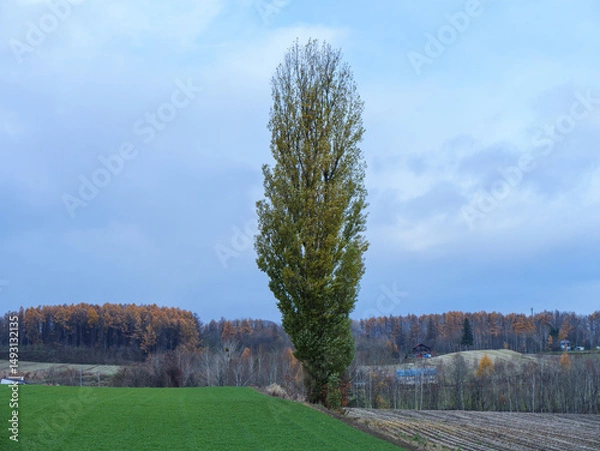 Obraz 高原の1本の木　北海道