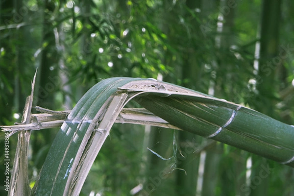 Obraz 台風の爪痕