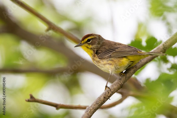 Fototapeta Palm Warbler 