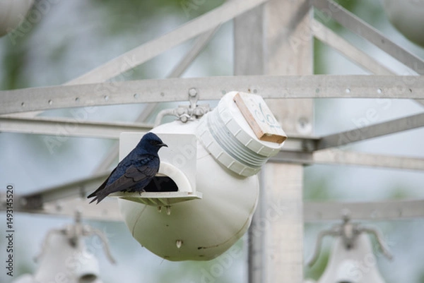 Obraz Purple Martin
