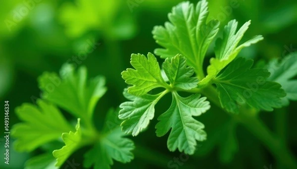 Fototapeta Close-up of parsley, delicate vein details, repeating motif , photography, healthy