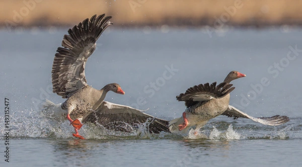 Fototapeta bitwa gęsi