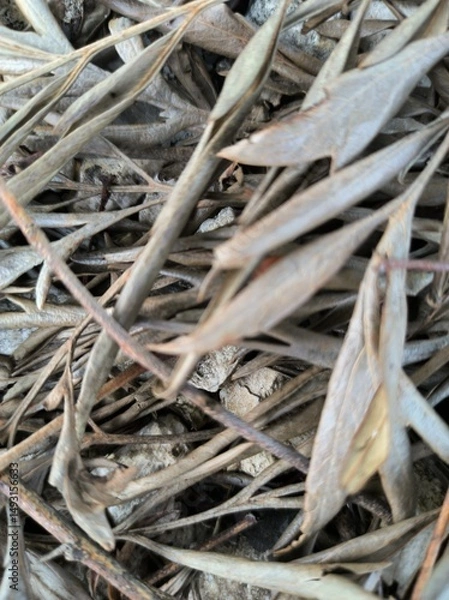 Obraz dry grass background