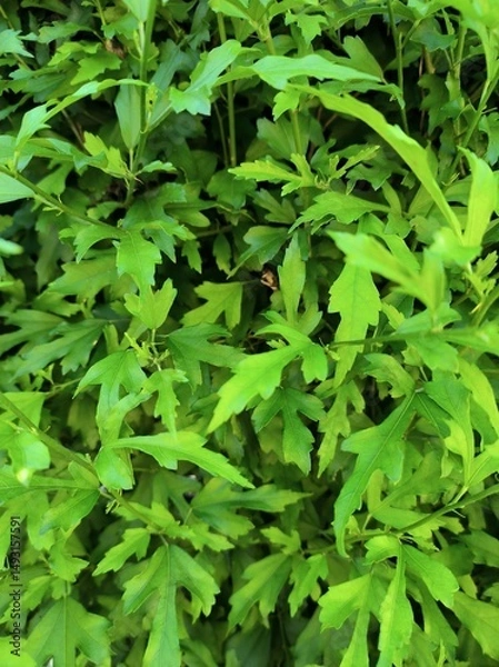 Obraz green leaves background