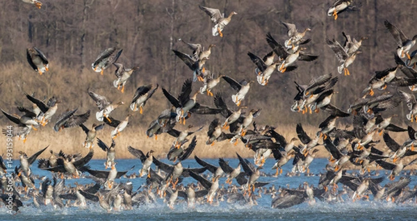 Fototapeta Stado gęsi