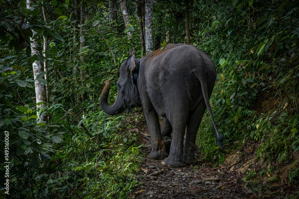 Fototapeta Elephant @ Tangkahan, Indonesia