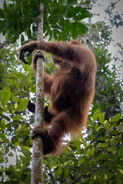 Fototapeta Orang utan @ Bukit Lawang, Indonesia