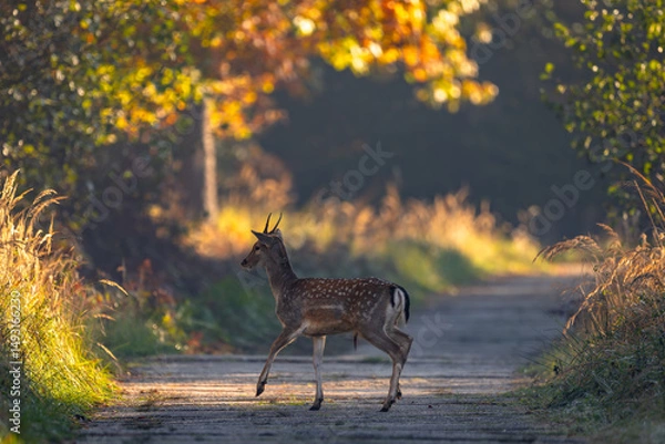 Obraz Daniel dama dama