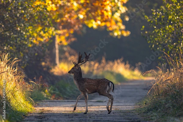 Obraz Daniel dama dama