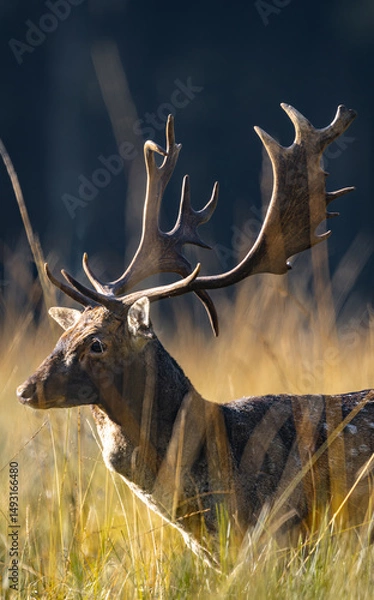 Obraz Daniel dama dama