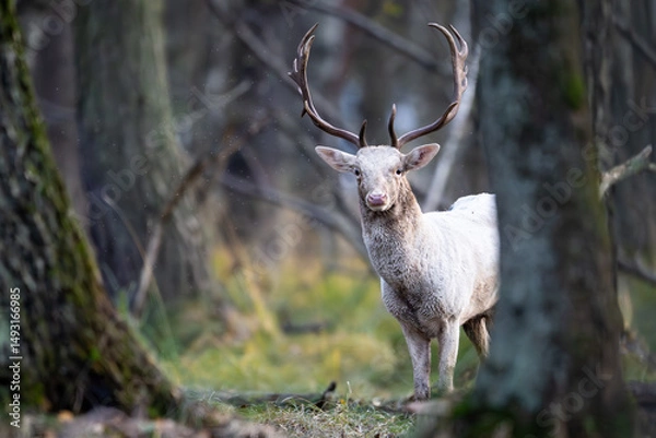 Obraz Daniel dama dama