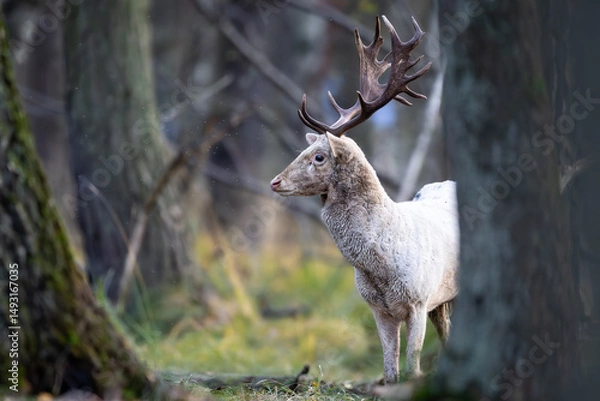 Obraz Daniel dama dama