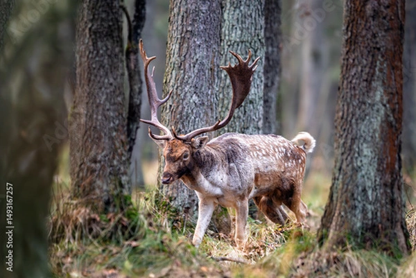 Obraz Daniel dama dama