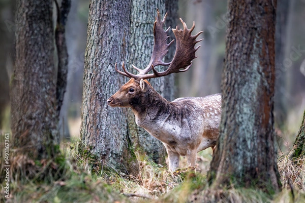 Obraz Daniel dama dama