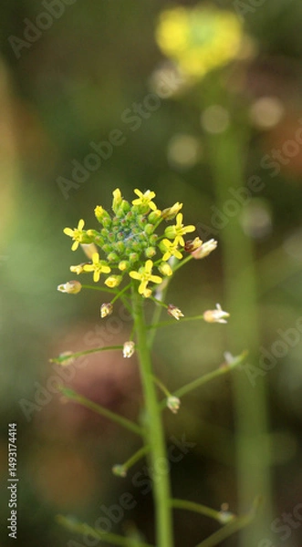 Fototapeta Camelina microcarpa blooms in nature in spring