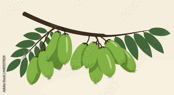 Obraz Green Fruits Cluster On Branch Illustration