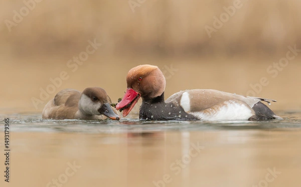 Fototapeta hełmiatki