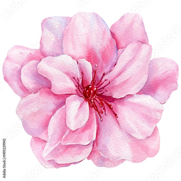Obraz Sakura, Cherry Blooming pink flower watercolor illustration with soft petals isolated on white floral botanical art